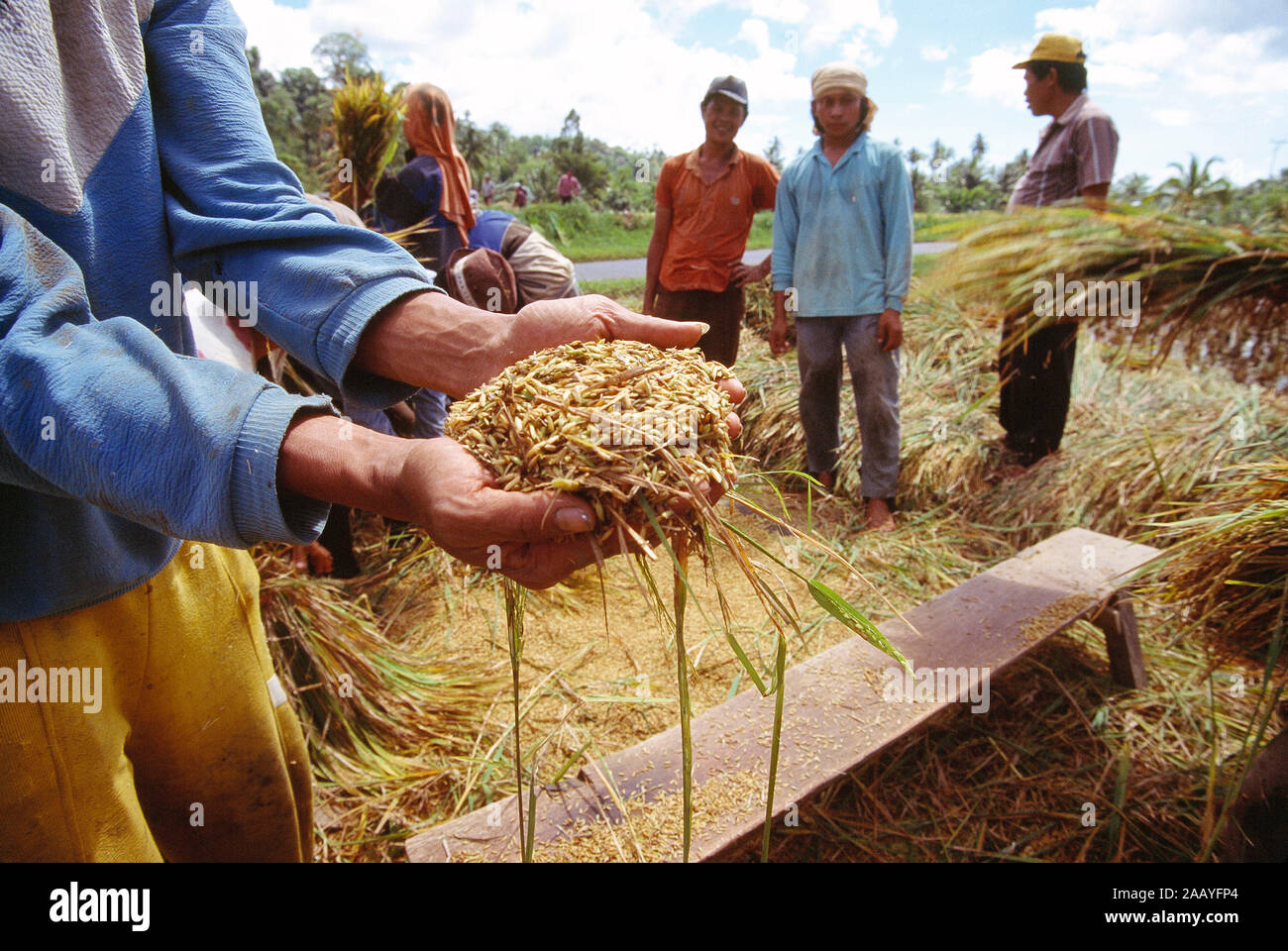 L'Indonésie. Sulawesi. L'agriculture. Les hommes de la récolte du riz grain. Close up of man's hands holding certaines céréales. Banque D'Images