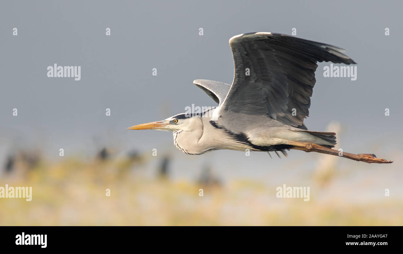 Grand Heron en vol avec des ailes à la vue Banque D'Images