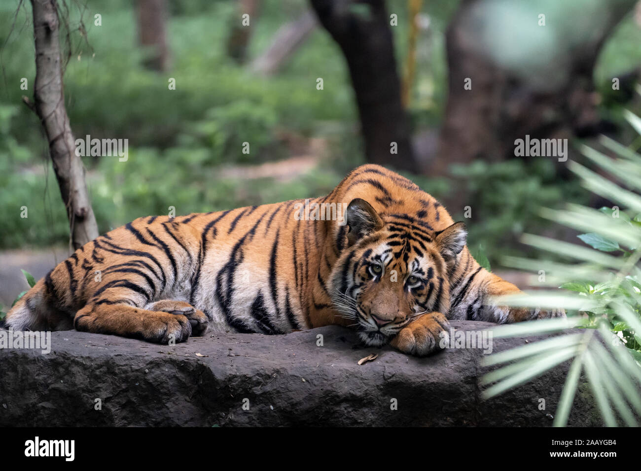 Jeune tigre se reposant sur un rocher qui pose pour la caméra avec vue sur la forêt Banque D'Images