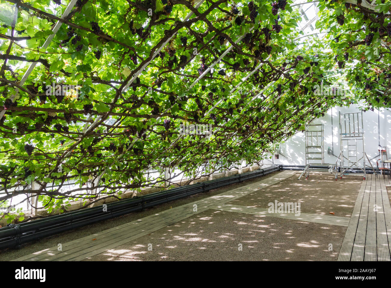 Hampton Court Palace et ancienne d'énormes la grande vigne dit être le plus grand dans le monde de la vigne et mûrs avec grappes de raisins juteux pendaison Banque D'Images