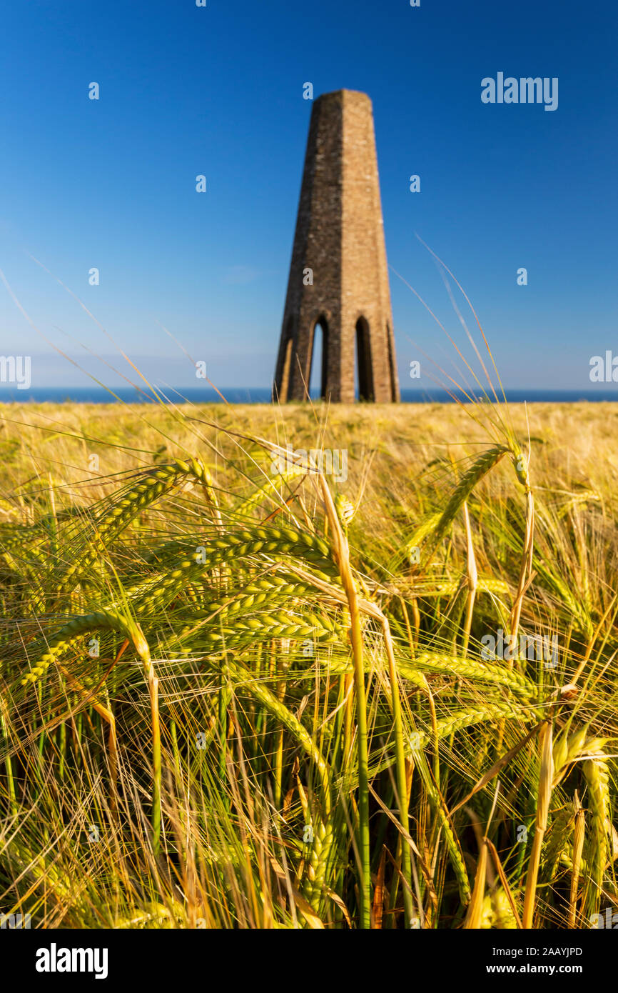 La Tour Blanche parmi un champ de blé sur la côte sud du Devon Banque D'Images