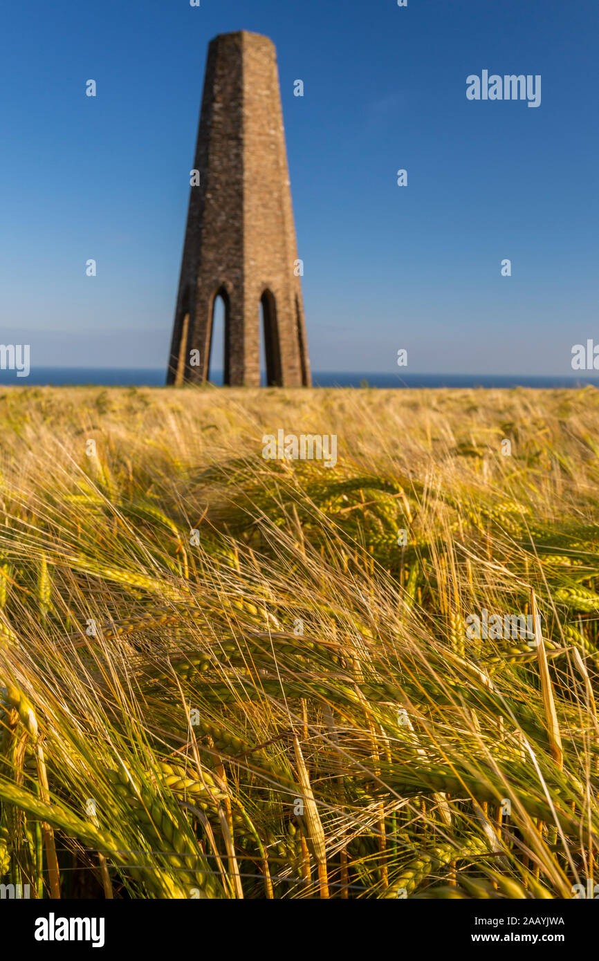 La Tour Blanche parmi un champ de blé sur la côte sud du Devon Banque D'Images