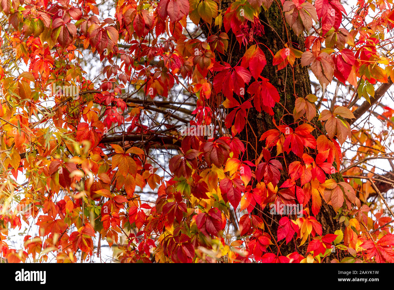 Les feuilles des arbres en automne les couleurs. Rouge vif et de couleur or. Pure Nature. Banque D'Images