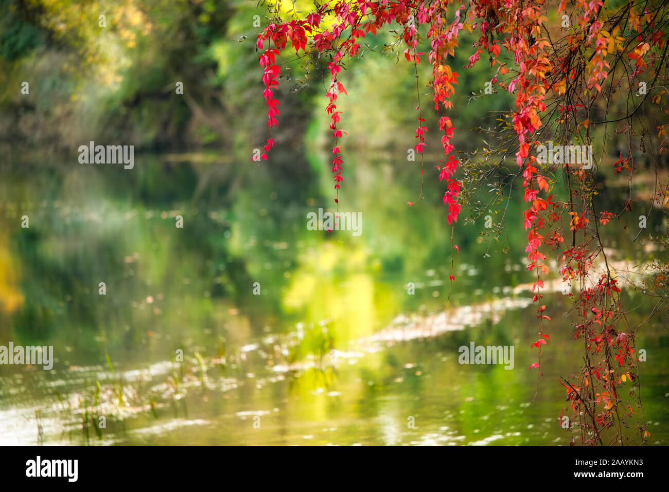 Avec des feuilles d'arbres parsemés de soleil d'automne avec le lac de réflexion. Strong, aux couleurs éclatantes. Banque D'Images