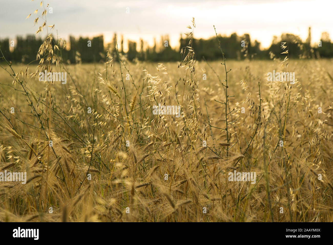 Épis de blé dans un champ de blé.Récolte de blé au coucher du soleil. Banque D'Images