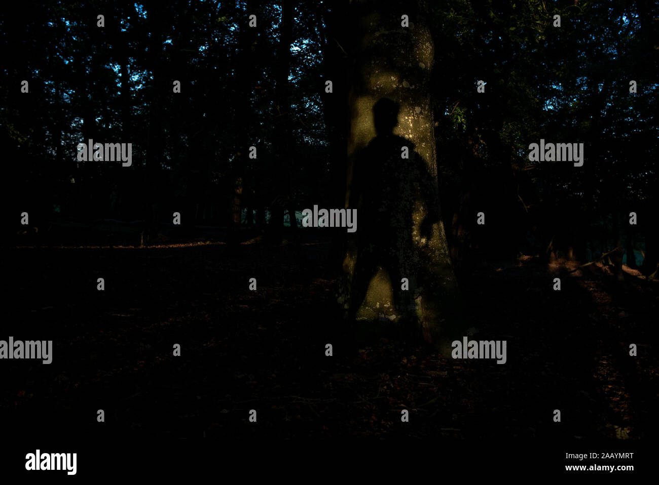 Un concept de droit aux utilisations multiples d'un homme pleine longueur ombre sur l'arbre de chêne provoquant la peur ou mystère dans une forêt. Banque D'Images