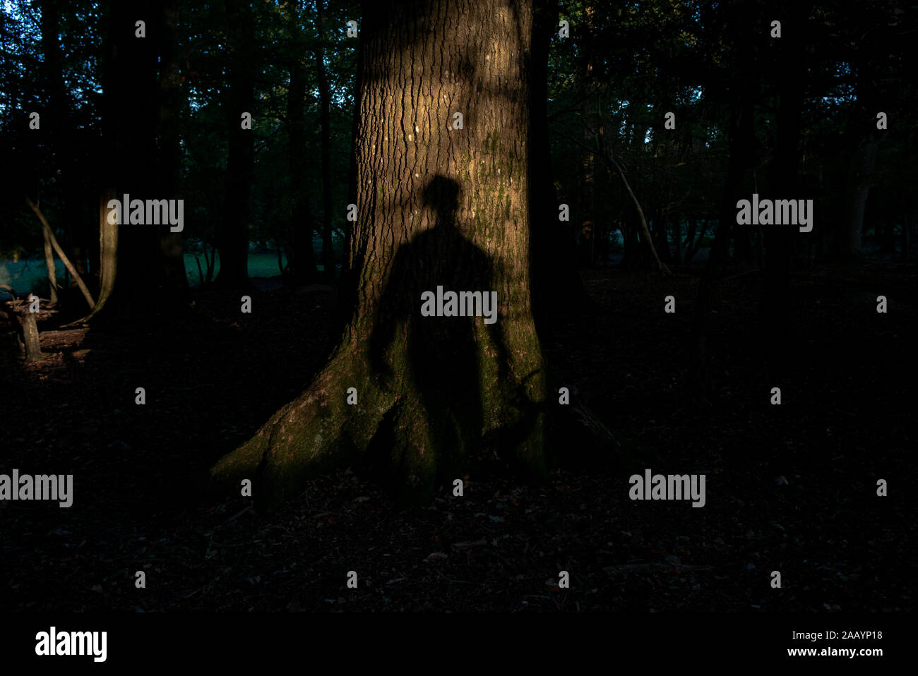 Un concept de droit aux utilisations multiples d'un homme pleine longueur ombre sur l'arbre de chêne provoquant la peur ou mystère dans une forêt. Banque D'Images