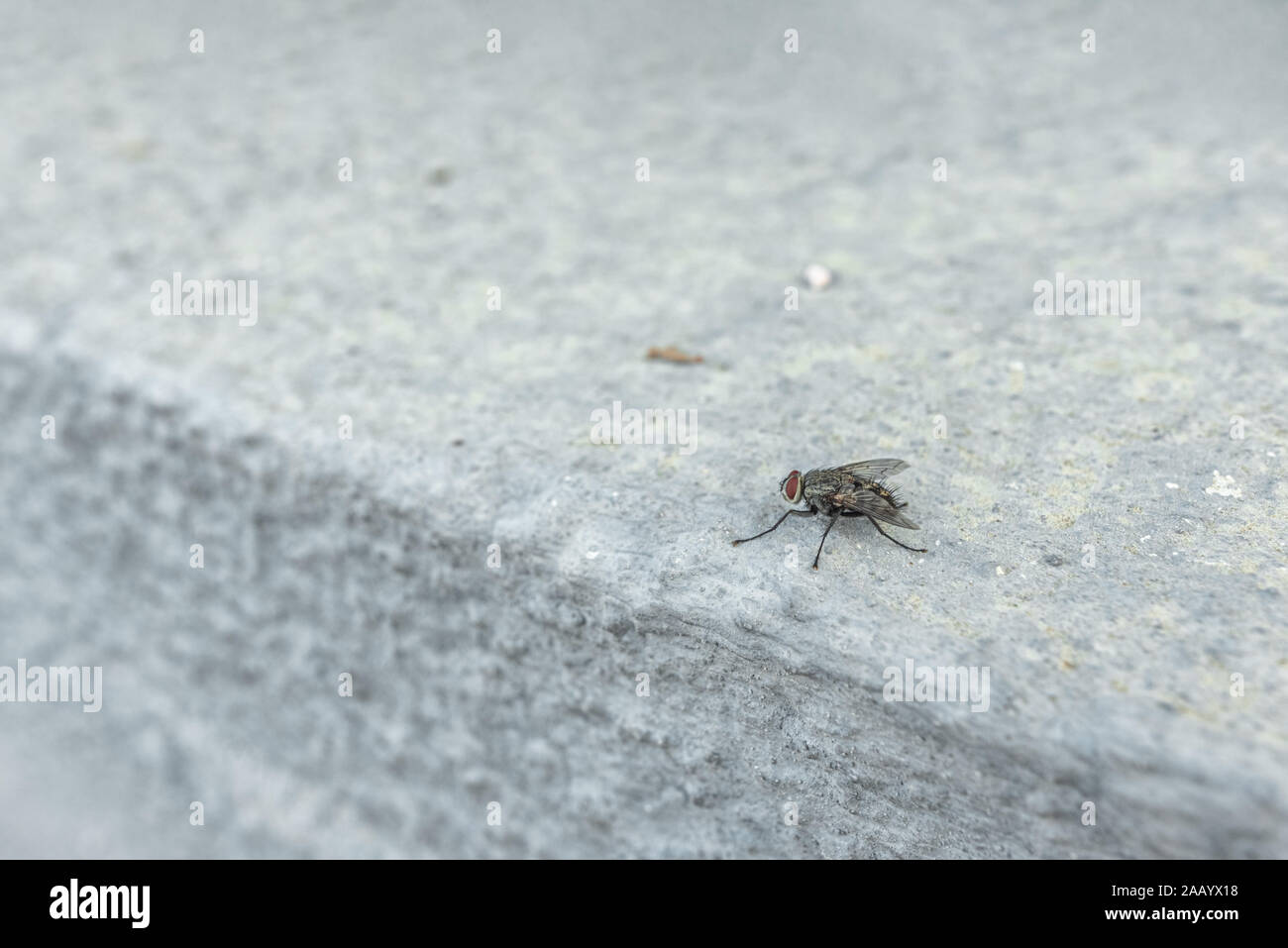 La macrophoto d'un domestique noir voler sur une surface d'éclairage avec une faible profondeur de la netteté Banque D'Images