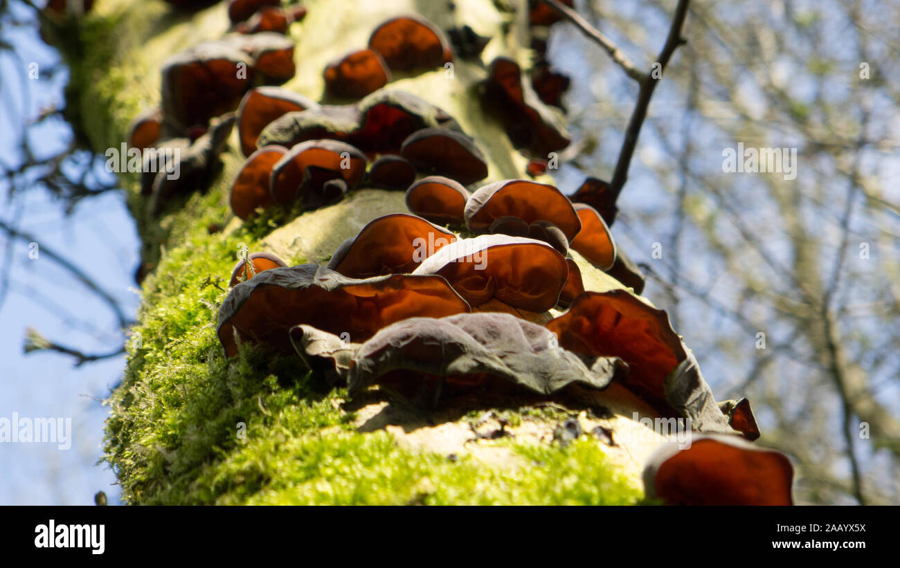 Champignon d'oreille gelée growing on tree Banque D'Images