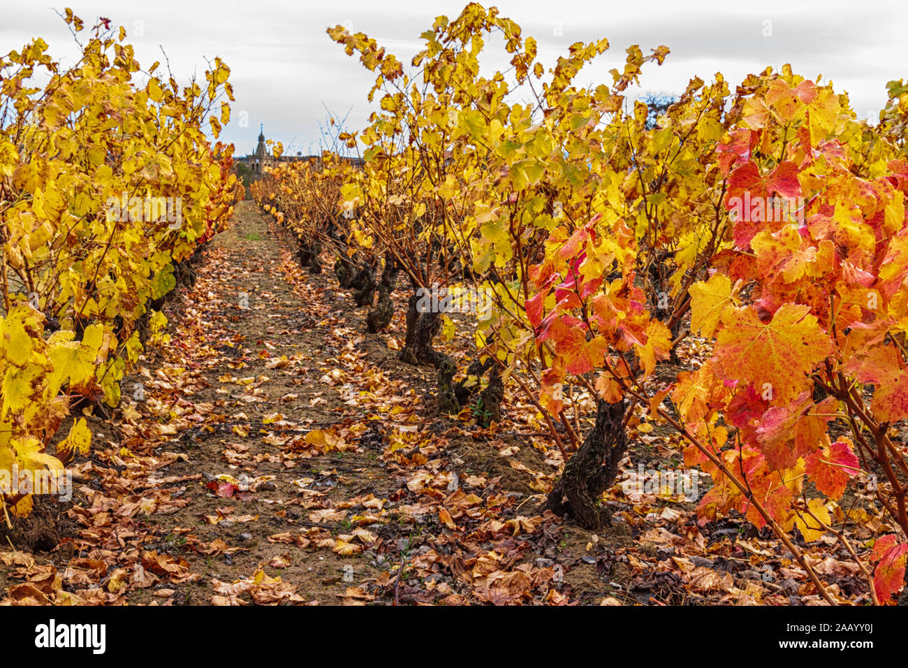 La Rioja vignoble en automne. Espagne Banque D'Images