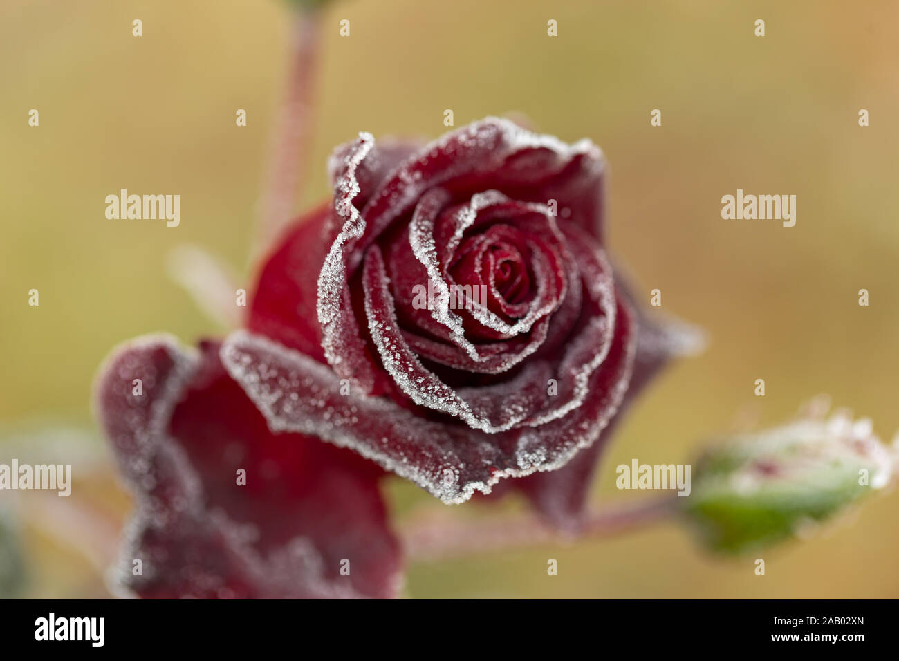 De magnifiques roses qui deviennent plus belle avec la rosée du matin, à l'automne Banque D'Images