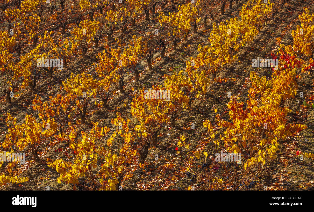 Vignes en automne. La Rioja, Espagne Banque D'Images