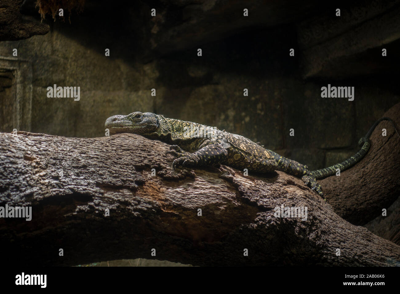 Moniteur de crocodile, Varanus salvadorii, dans le boîtier, le zoo Bioparc Fuengirola, Espagne. Banque D'Images