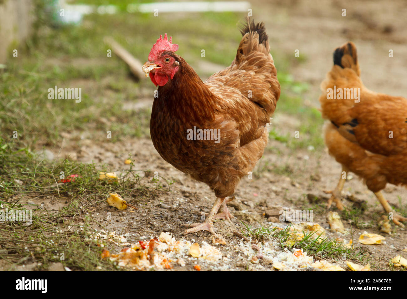 Poule rouge avec un peu de nourriture dans son bec dans la ferme de volaille rurale. Banque D'Images