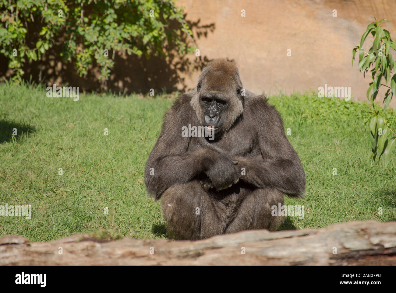 Gorille de plaine de l'ouest (Gorilla gorilla gorilla ) dans l'enceinte, le zoo Bioparc Fuengirola, Espagne. Banque D'Images