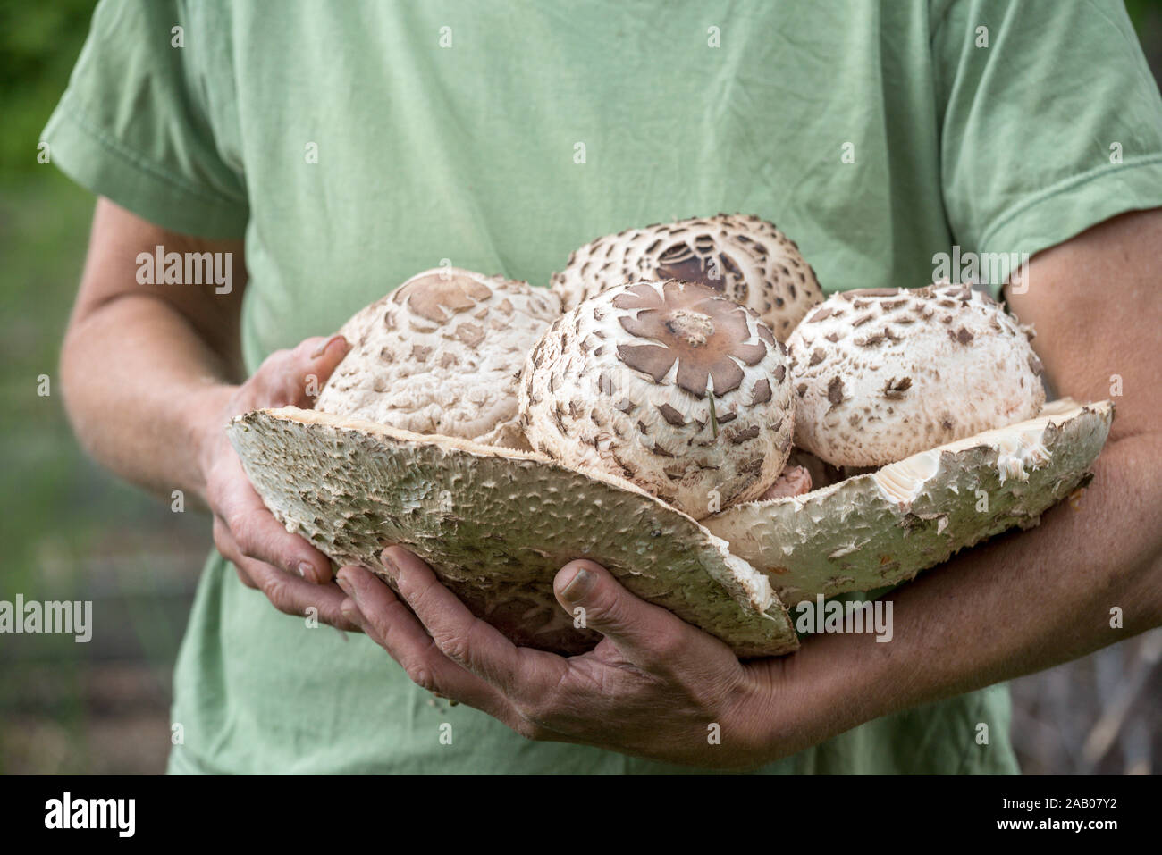 Woman holding Shaggy parasol les champignons récoltés dans la vallée de la Wallowa de l'Oregon. Banque D'Images