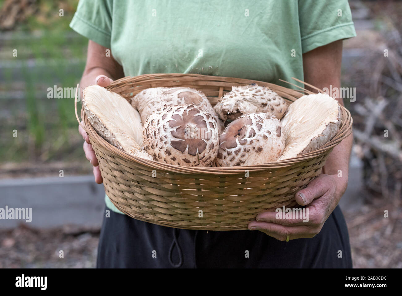 Femme tenant un panier de champignons récoltés en parasol Shaggy Oregon's Wallowa Valley. Banque D'Images