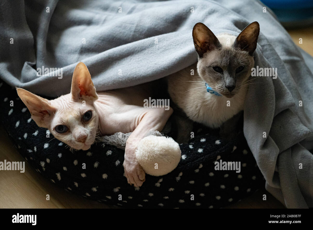 Un siamois et un chat sphynx le partage d'un lit de chat Banque D'Images