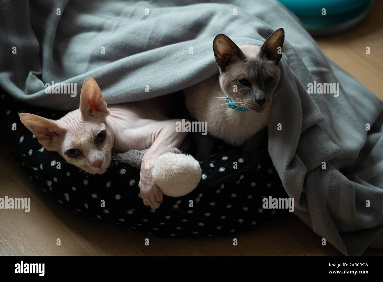 Un siamois et un chat sphynx le partage d'un lit de chat Banque D'Images