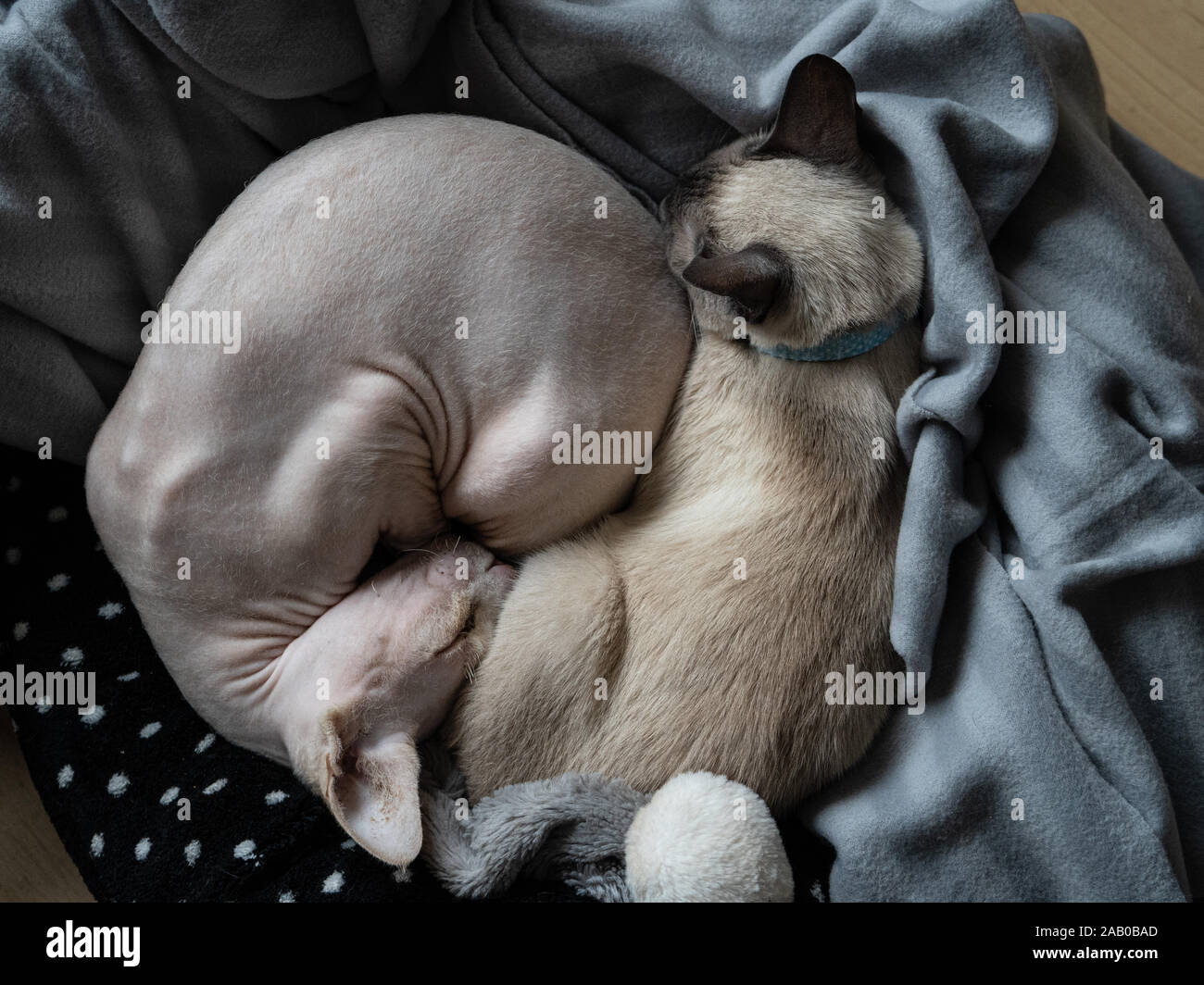 Un siamois et un chat sphynx le partage d'un lit de chat Banque D'Images