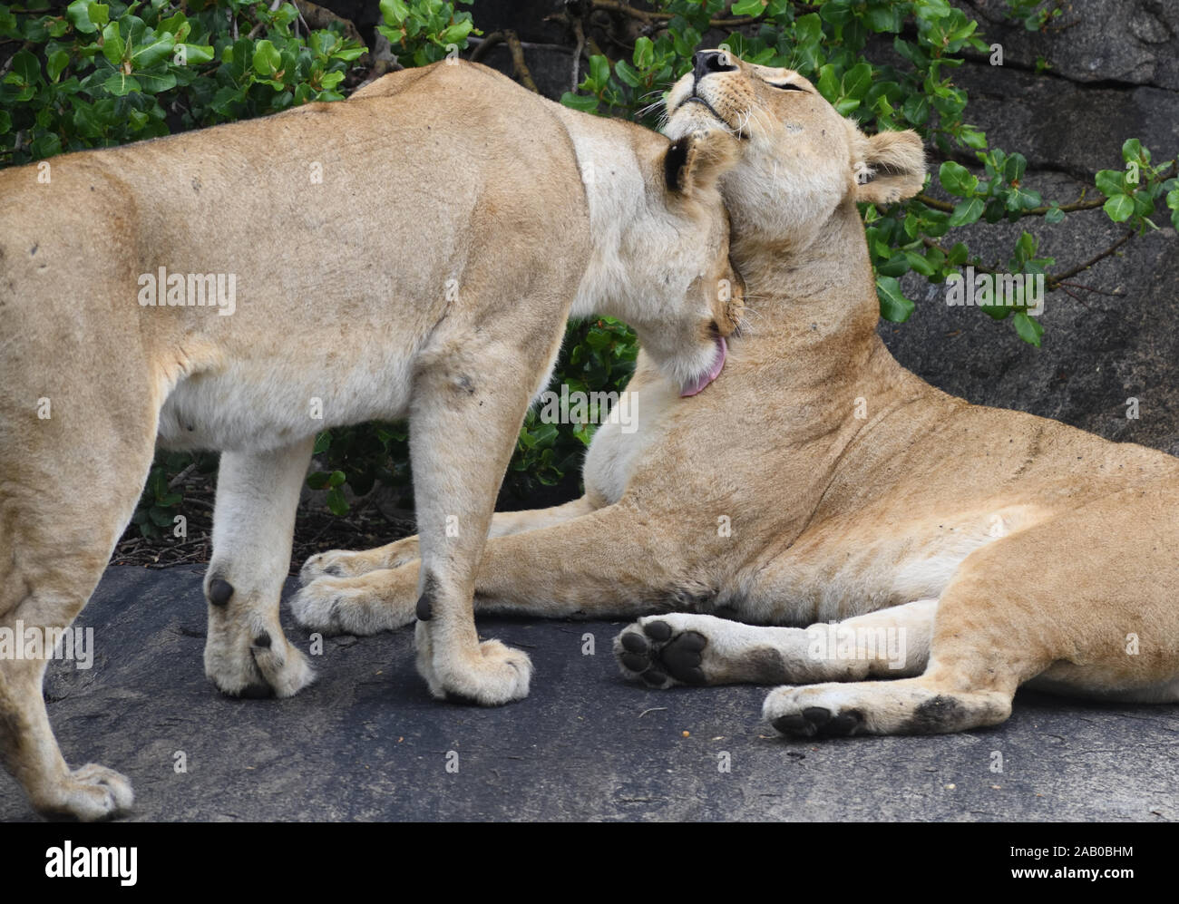 Deux femmes lions (Panthera leo), peut-être soeurs, salue en ombre, près de l'endroit où au moins deux jeux d'oursons sont en train de jouer. Le Parc National du Serengeti, Tanz Banque D'Images