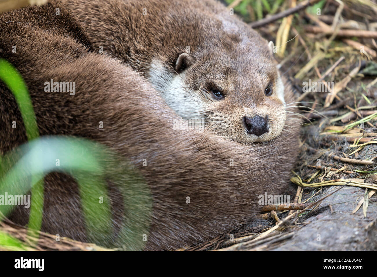 Eurasienne au repos la loutre (Lutra lutra) Banque D'Images