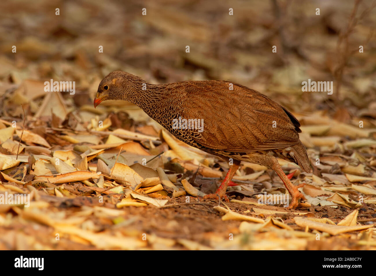Pternistis natalensis - Natal Natal Francolin Francolin à bec rouge ou espèces d'oiseau brun dans la famille des Phasianidae. Il est constaté au Botswana, au Mozambique, en Banque D'Images