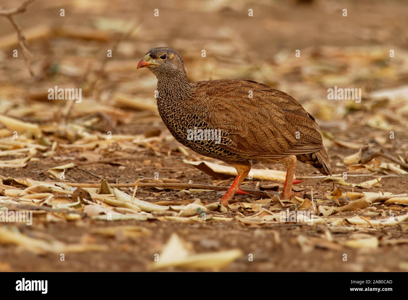Pternistis natalensis - Natal Natal Francolin Francolin à bec rouge ou espèces d'oiseau brun dans la famille des Phasianidae. Il est constaté au Botswana, au Mozambique, en Banque D'Images