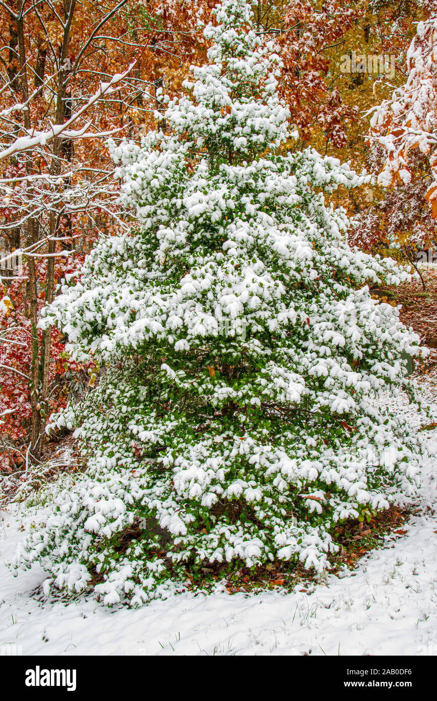 Shot verticale d'un arbre couvert de neige dans les Smoky Mountains. Banque D'Images