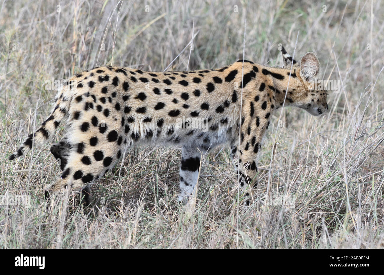 Un Serval (Leptailurus serval) à travers les tiges de l'herbe sèche la chasse pour les rongeurs et autres petits animaux. Parc national de Serengeti, Tanzanie. Banque D'Images