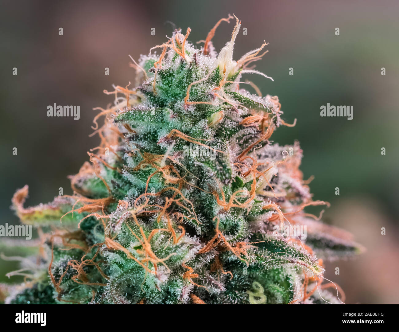 Plante de cannabis HDR Fleurs Banque D'Images