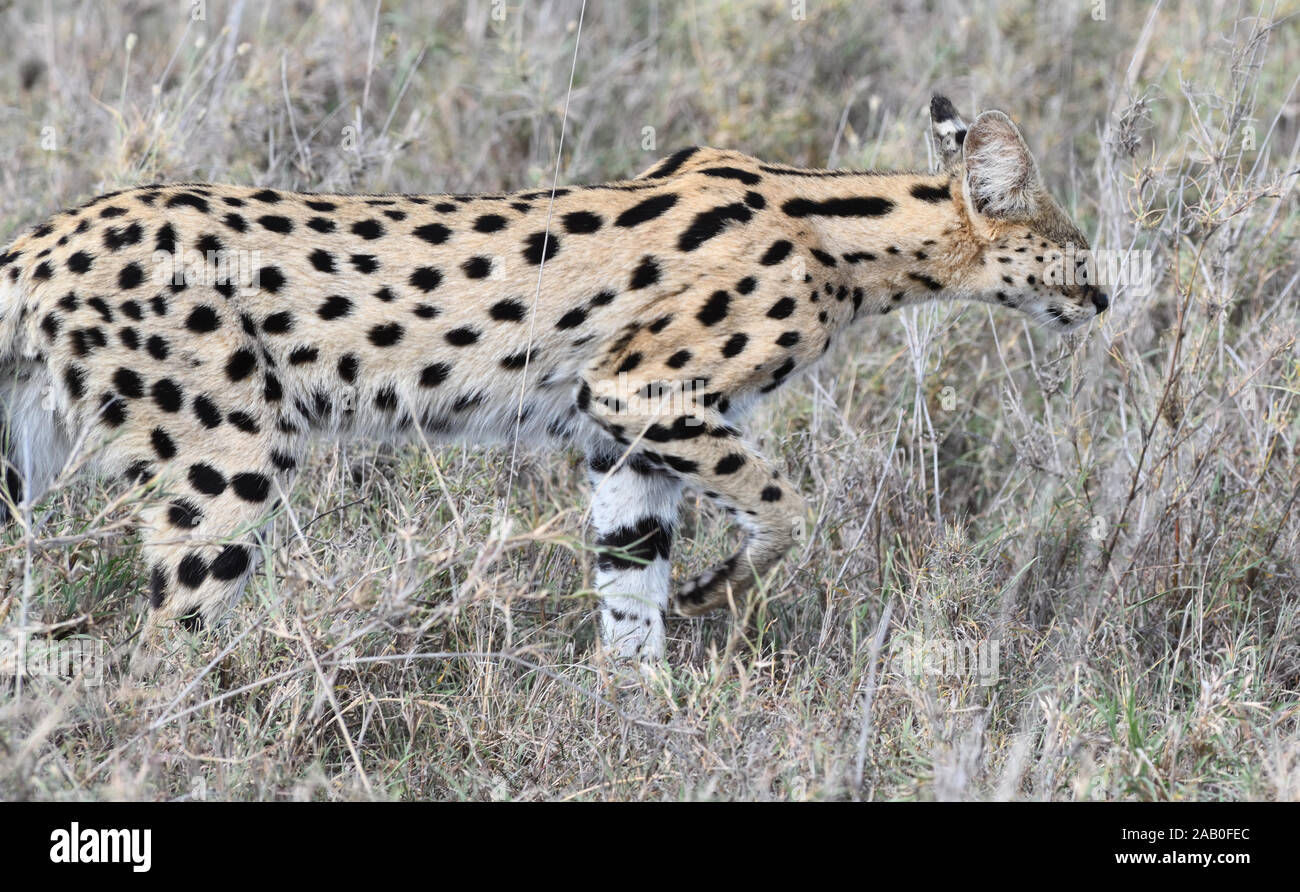 Un Serval (Leptailurus serval) à travers les tiges de l'herbe sèche la chasse pour les rongeurs et autres petits animaux. Parc national de Serengeti, Tanzanie. Banque D'Images