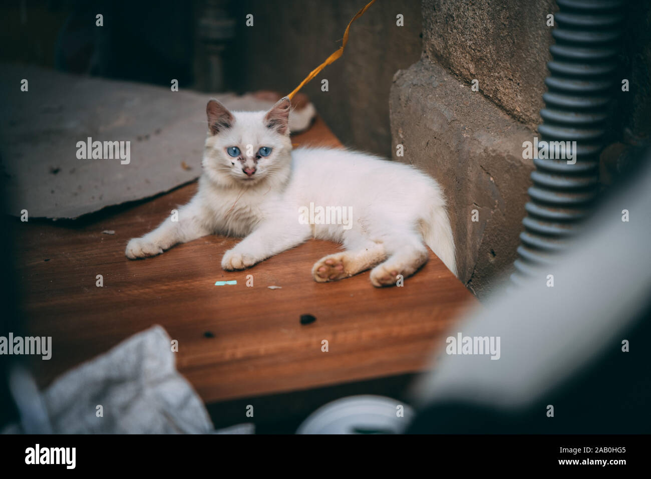 Un chaton blanc moelleux ligoté et laissé dans les rues au Vietnam avec la crasse noire autour de c'est yeux et nez - typique pour les chats de la rue Banque D'Images