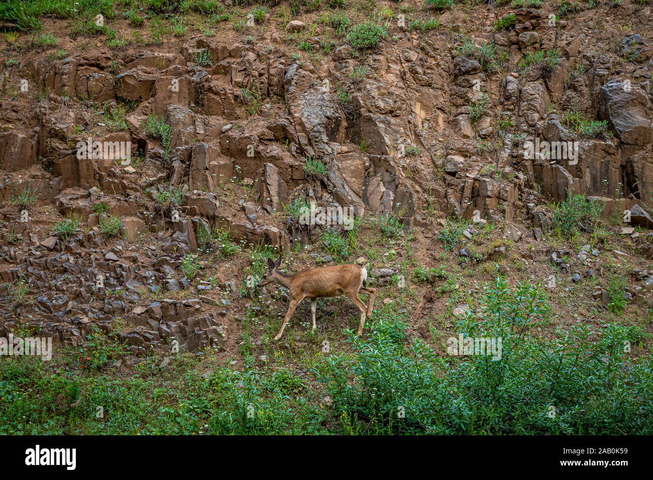 Une biche cerf mulet de fourrages pour l'alimentation dans le Wallowa-Whitman National Forest près de Joseph, de l'Oregon. Banque D'Images
