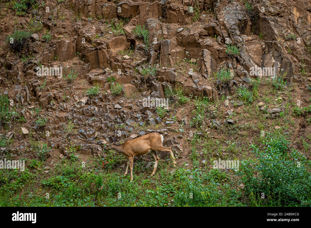 Une biche cerf mulet de fourrages pour l'alimentation dans le Wallowa-Whitman National Forest près de Joseph, de l'Oregon. Banque D'Images