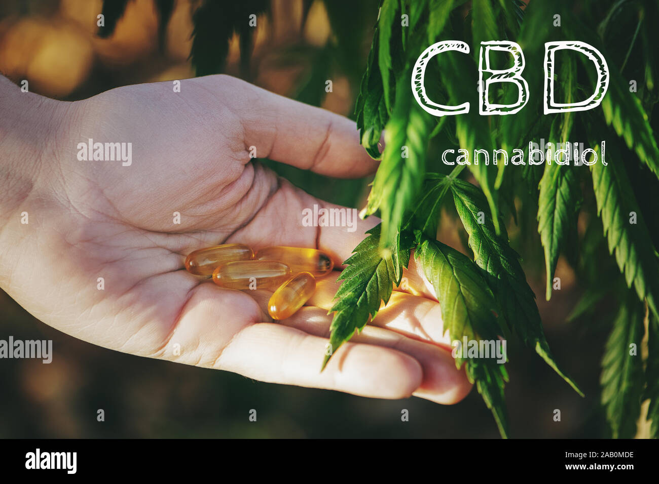 Plante de cannabis et la main de l'homme avec la CDB comprimés. Banque D'Images