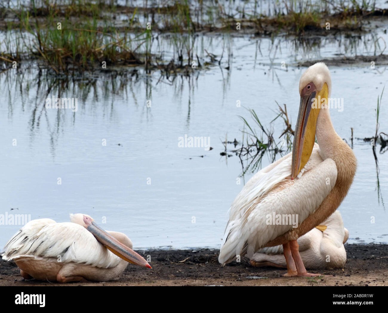 Beaucoup de pélicans blancs (Pelecanus onocrotalus) reste et preen par ouvrir l'eau sur le bord de la Silale Swamp. Parc national de Tarangire, en Tanzanie. Banque D'Images