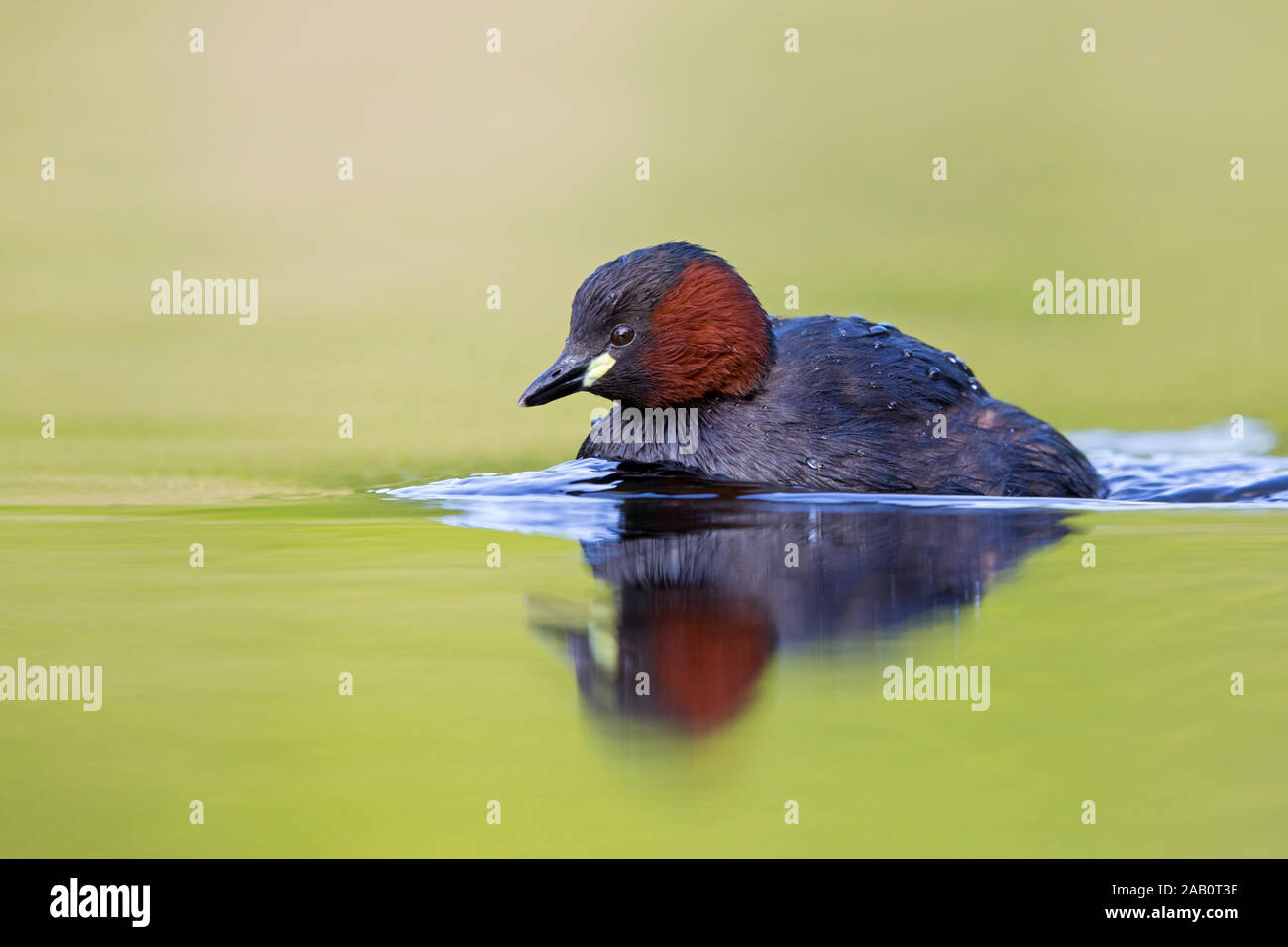 , Zwergtaucher Podiceps ruficollis Banque D'Images