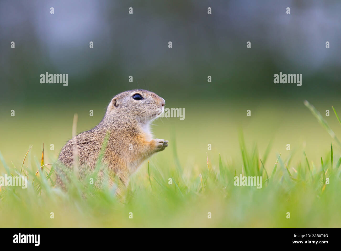 Tiesel, Spermophilus citellus Banque D'Images