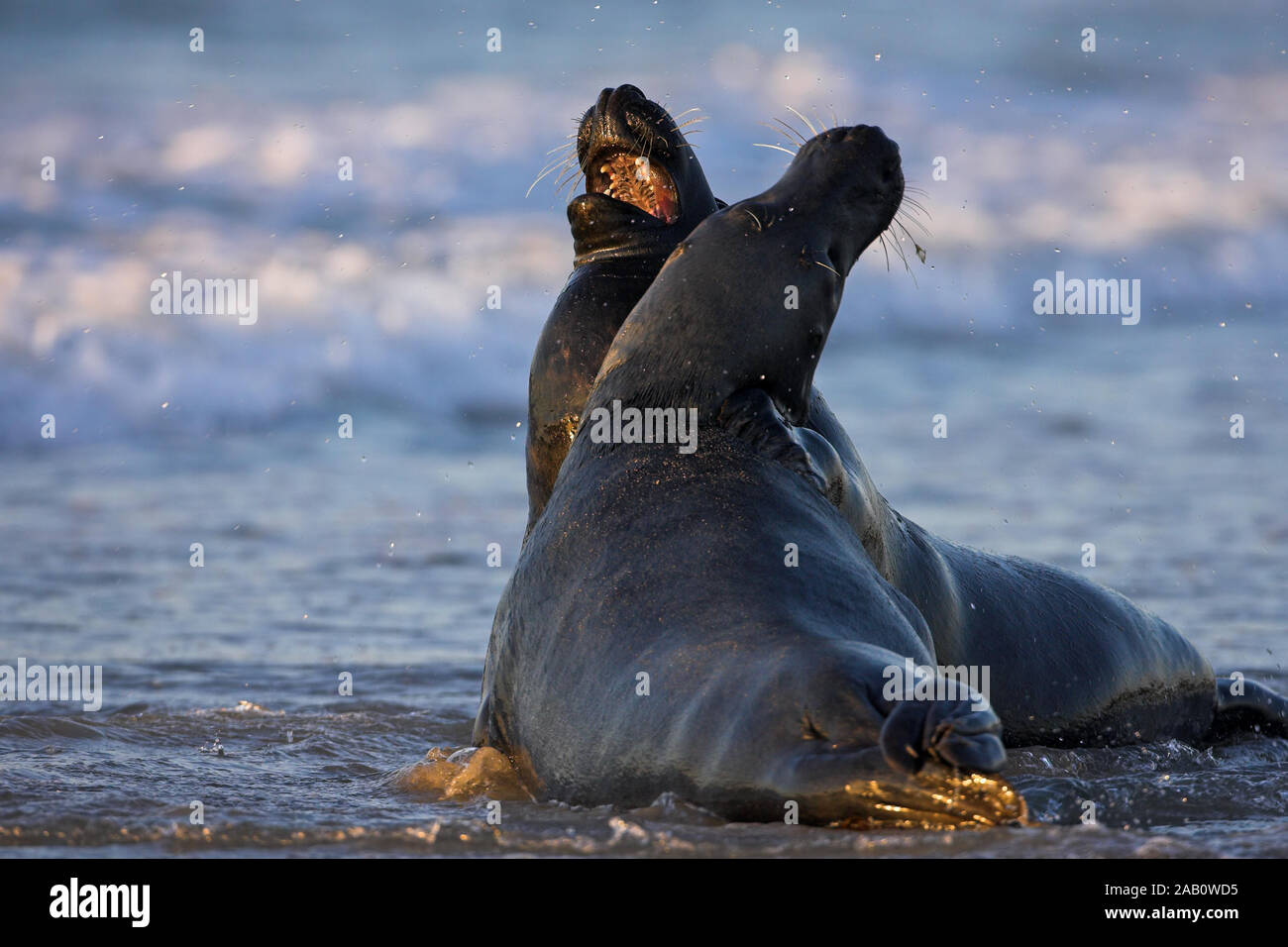 Zwei Kegelrobben am Strand von Helgoland, Halichoerus grypus, Banque D'Images