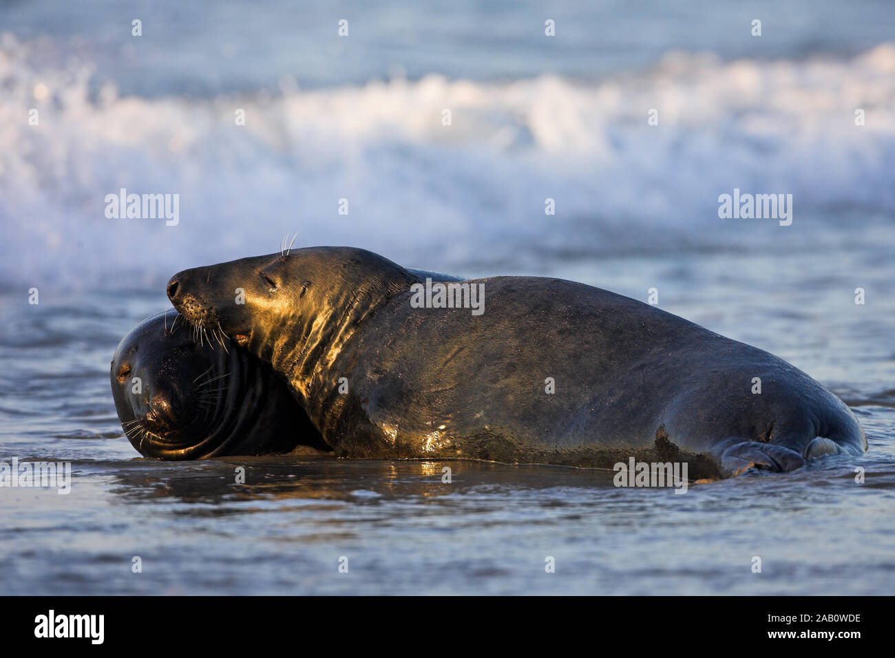 Zwei Kegelrobben am Strand von Helgoland, Halichoerus grypus, Banque D'Images