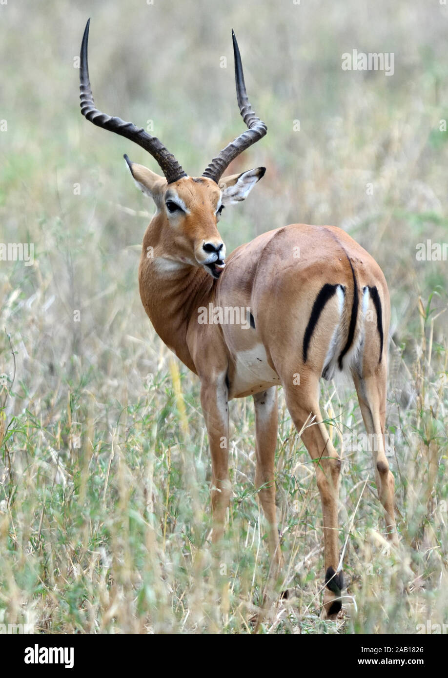 Homme Impala (Aepyceros melampus) montrant noir et blanc vertical empennage vertical et marquages de fesses uniques à cette antilope. Parc national de Tarangire Banque D'Images
