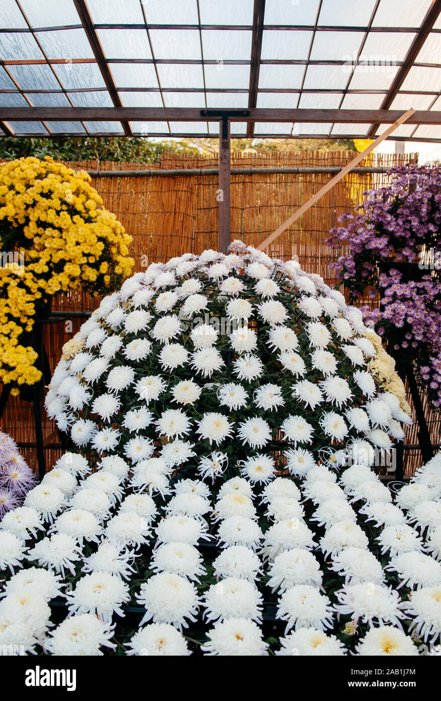 NOV 18, 2014 Okayama, Japon - Kiku Matsuri chrysanthèmes japonais fête des fleurs dans le parc Korakuen pendant la saison d'automne Banque D'Images