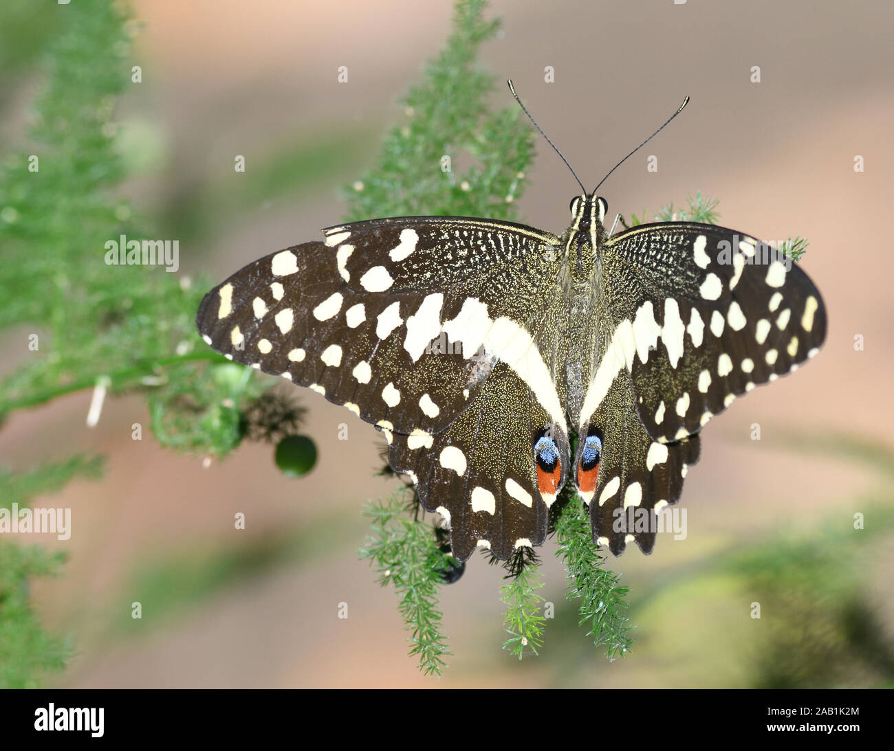 Un papillon à queue d'aronde de Citrus (Papilio demodocus) repose sur le feuillage. Parc national d'Arusha. Arusha, Tanzanie. Banque D'Images