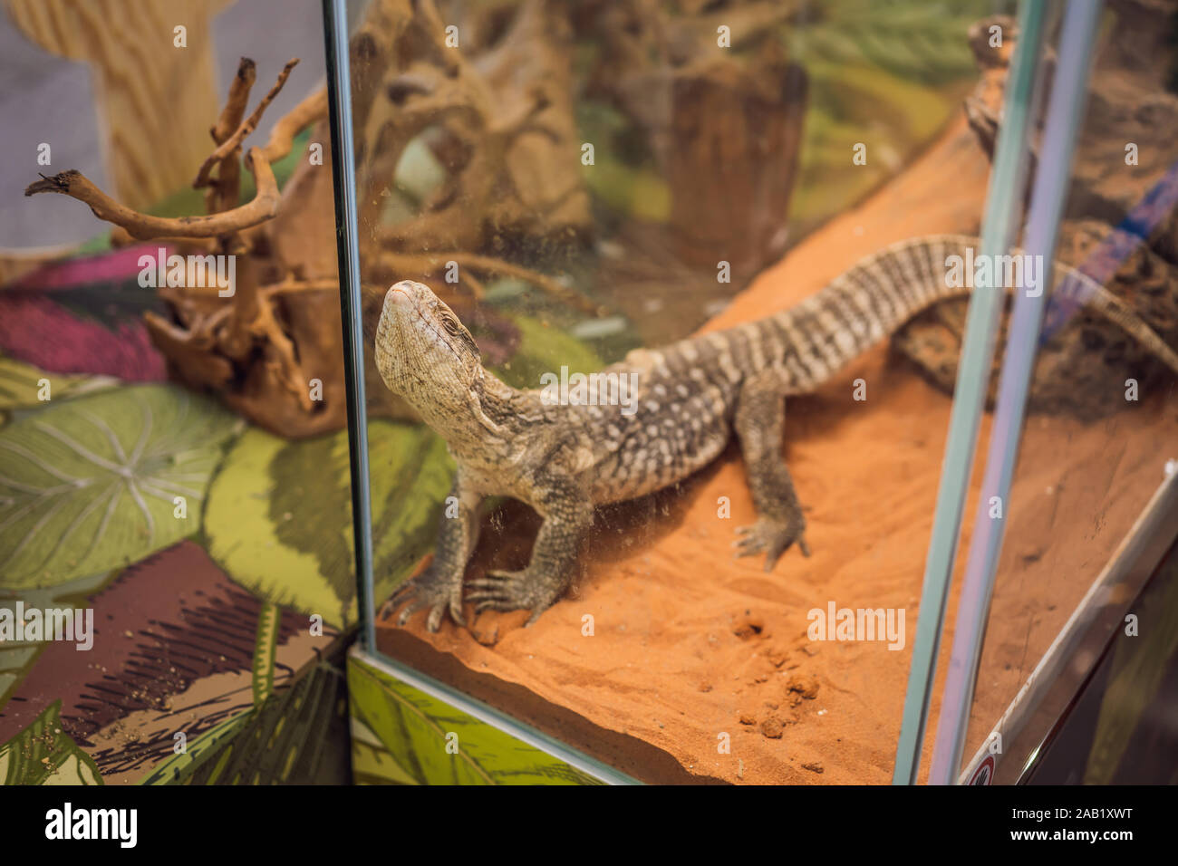 Gros lézard iguane en terrarium - animal fond Banque D'Images