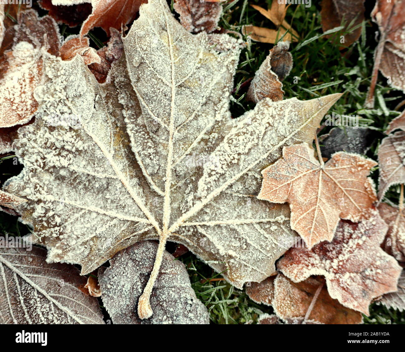 Feuilles d automne hiver gelé sur un fond glacé Banque D'Images