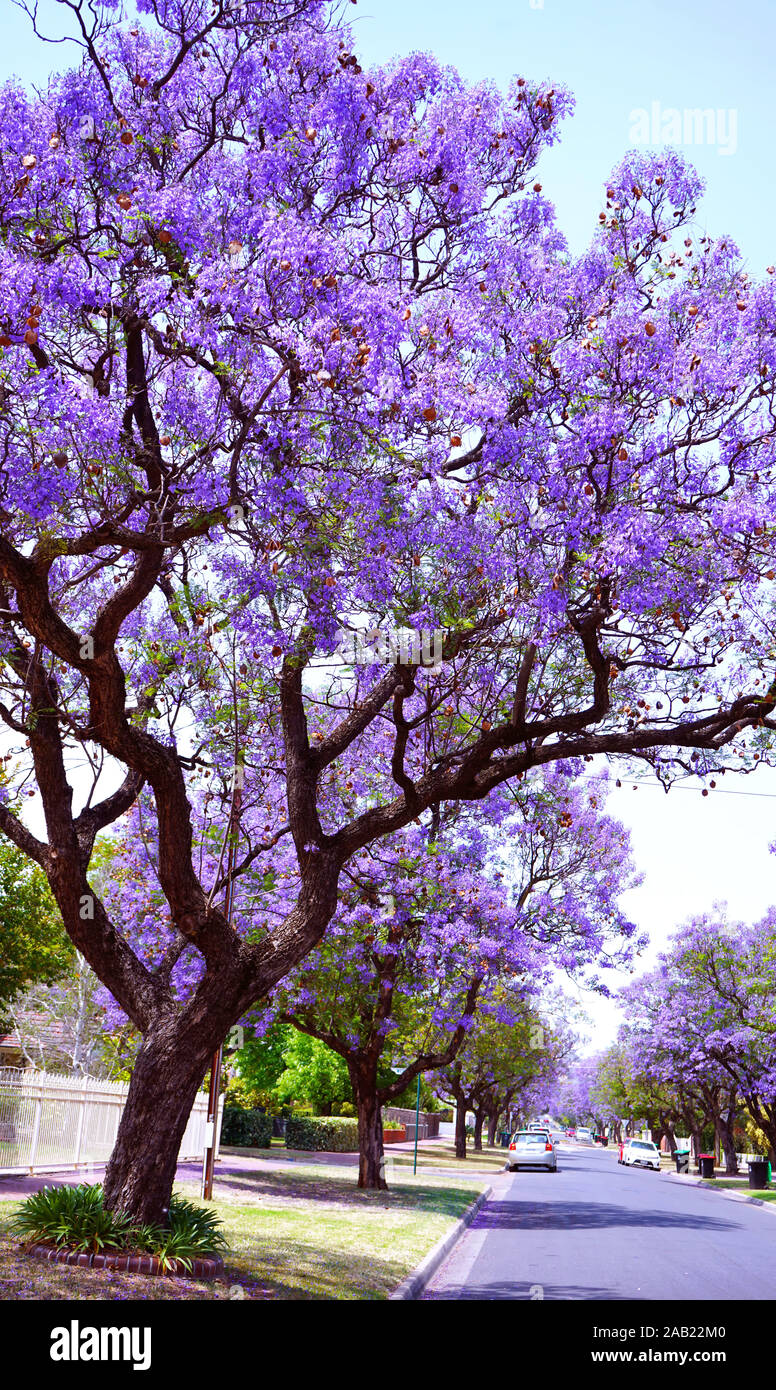 Belle fleur pourpre Jacaranda tree lined street en pleine floraison. Pris dans Allinga Street, San Clemente, Adélaïde, Australie du Sud. Banque D'Images