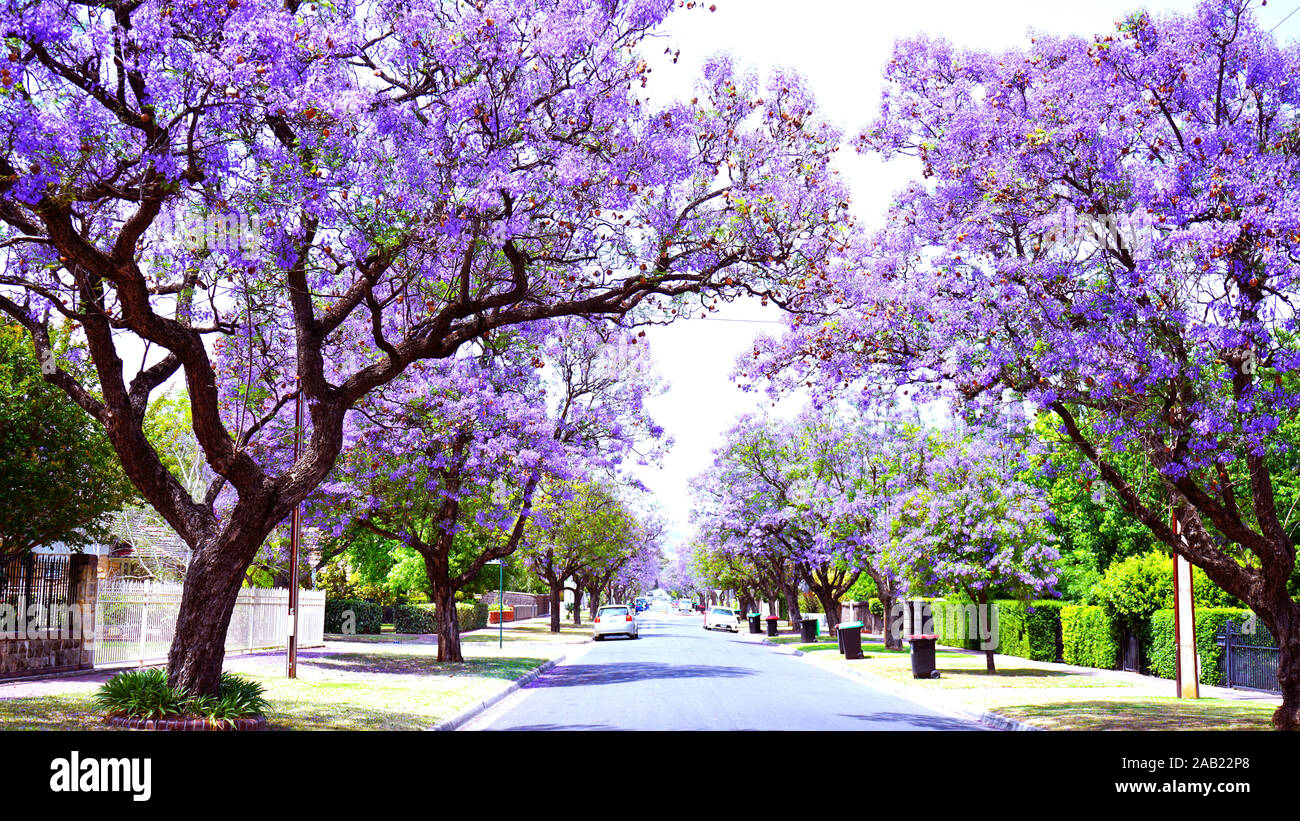 Belle fleur pourpre Jacaranda tree lined street en pleine floraison. Pris dans Allinga Street, San Clemente, Adélaïde, Australie du Sud. Banque D'Images