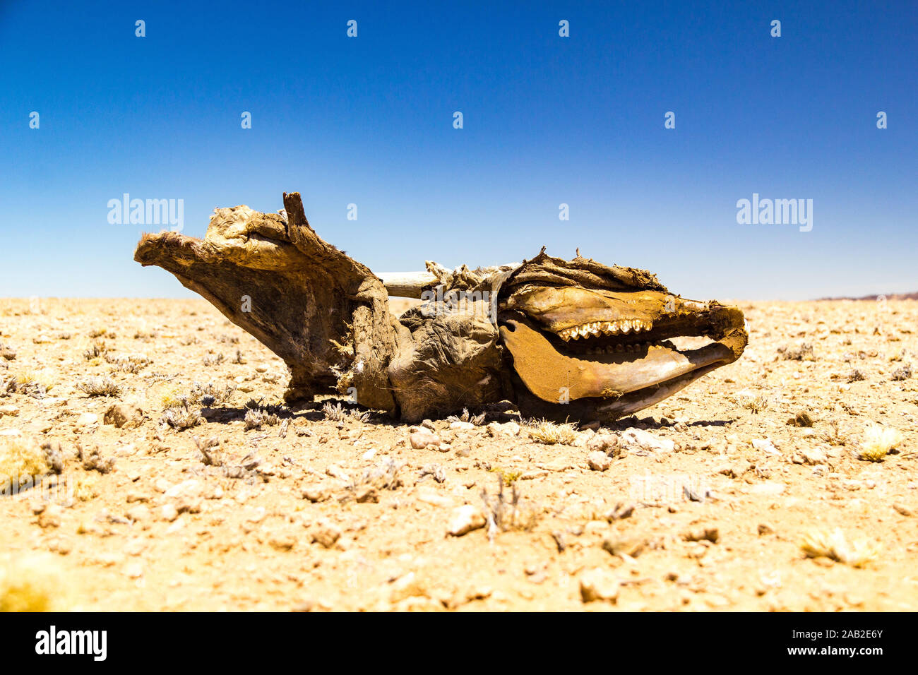 Les os du crâne et d'une antilope oryx, désert du Namib, Namibie, Afrique Banque D'Images