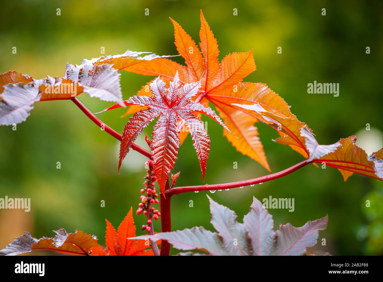 L'érable japonais rouge les feuilles des arbres en automne park Banque D'Images